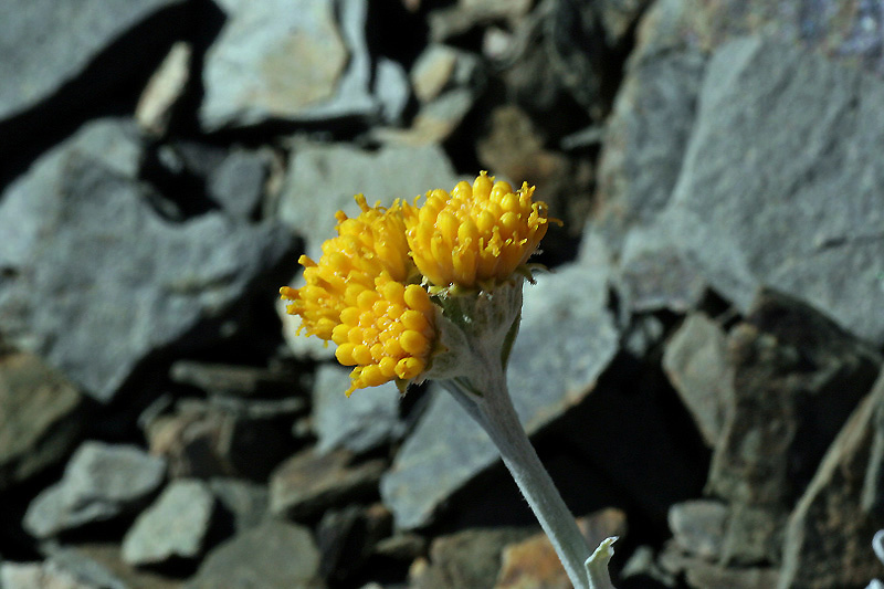 Jacobaea persoonii  ( = Senecio persoonii )/ Senecione di Persoon